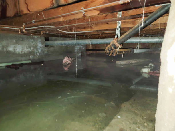 Best Water damage cleanup near me  in Boise City, OK